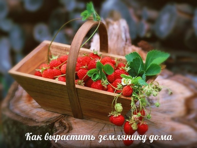 ​Как вырастить землянику дома