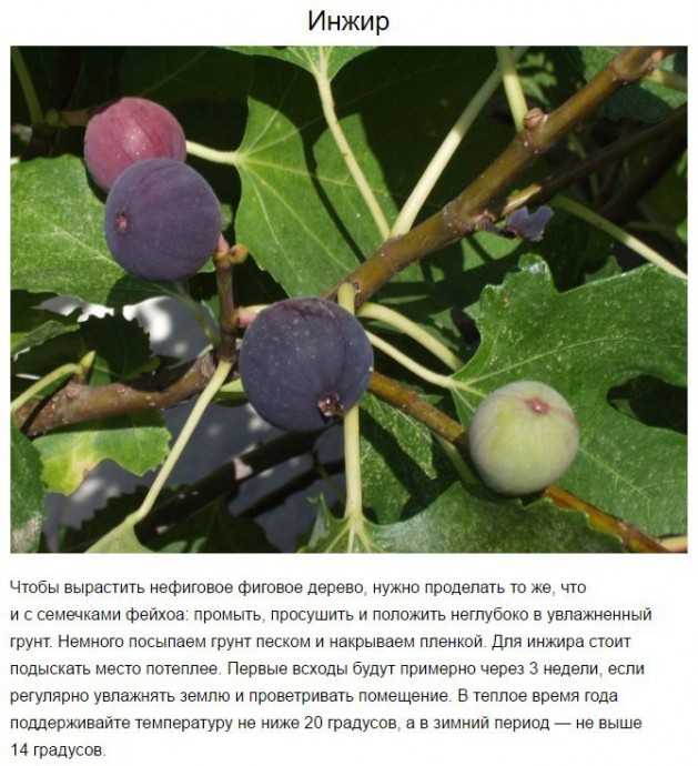 8 экзотических фруктов, которые можно вырастить дома