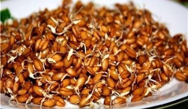 ​Проросшая пшеница профилактически лечит весь организм