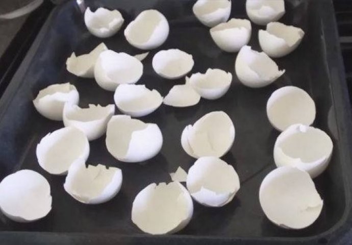 ​Что будет, если яичную скорлупу отправить в духовку