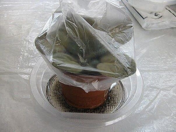 Омолаживаем старую фиалку Омолаживаем старую фиалку