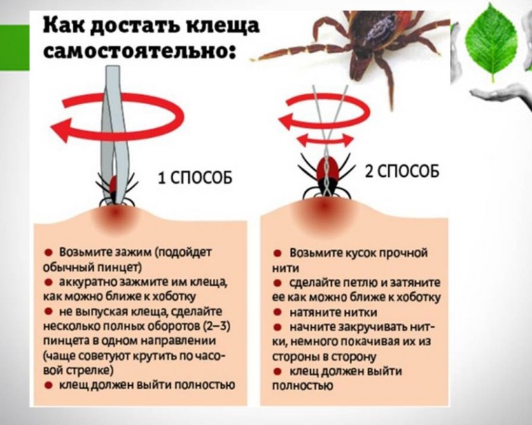 Что делать, если вы обнаружили на себе клеща