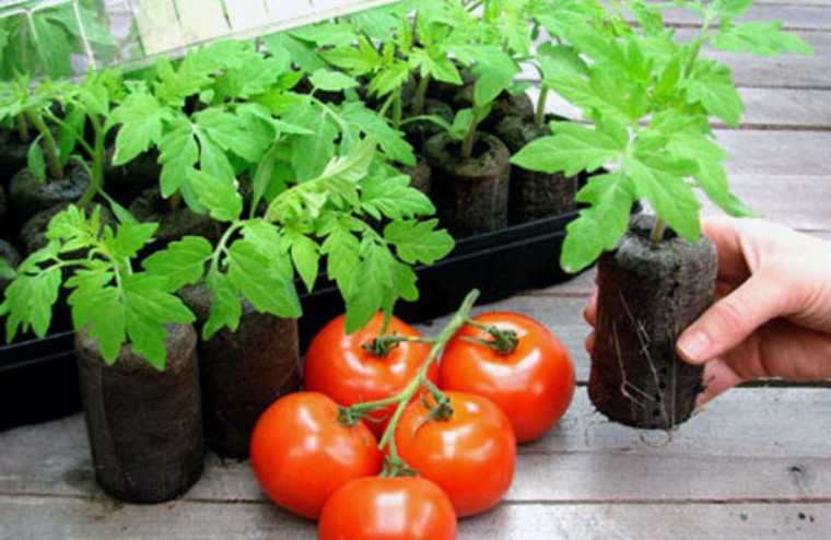 ​Как защитить листья помидоров от увядания