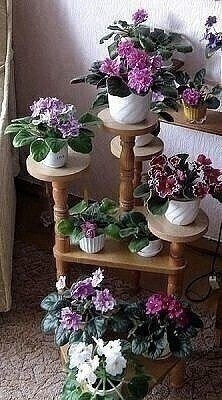 Омолаживаем старую фиалку Омолаживаем старую фиалку