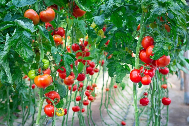 ​Волшебный бальзам для роста помидоров