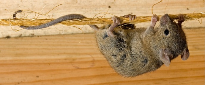 Один дешёвый порошок очистит дом и сарай от мышей за 24 часа Один дешёвый порошок очистит дом и сарай от мышей за 24 часа