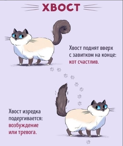 ​Язык котов