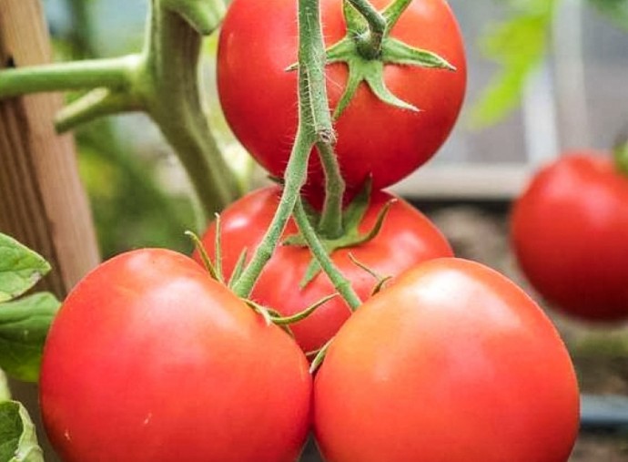 Лучшие скороспелые сорта томатов для посева на рассаду в апреле