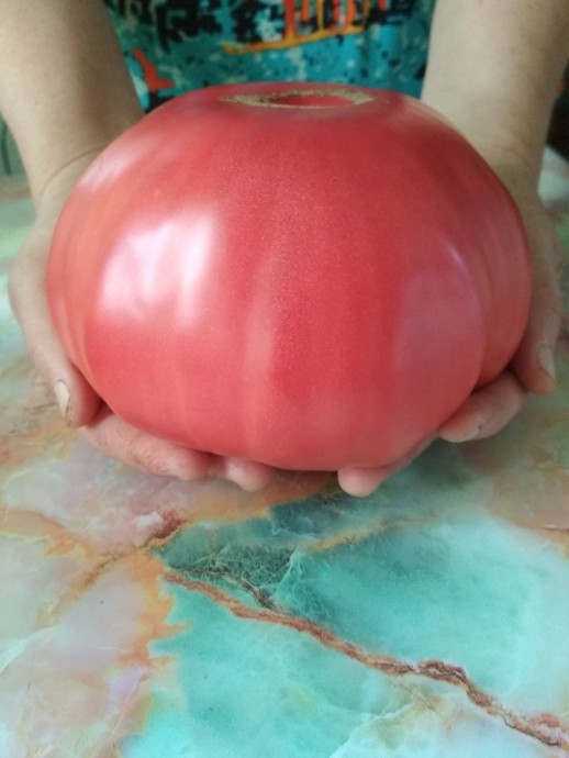 ​Какие сорта томатов выбрать для посадки