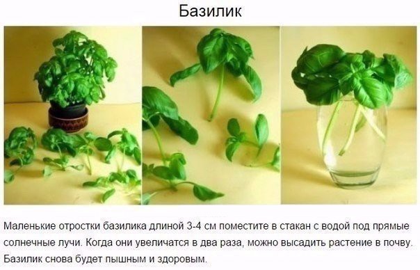 8 овощей, которые можно купить один раз, а потом выращивать дома самим