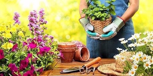 Натуральные удобрения для домашних цветов Натуральные удобрения для домашних цветов