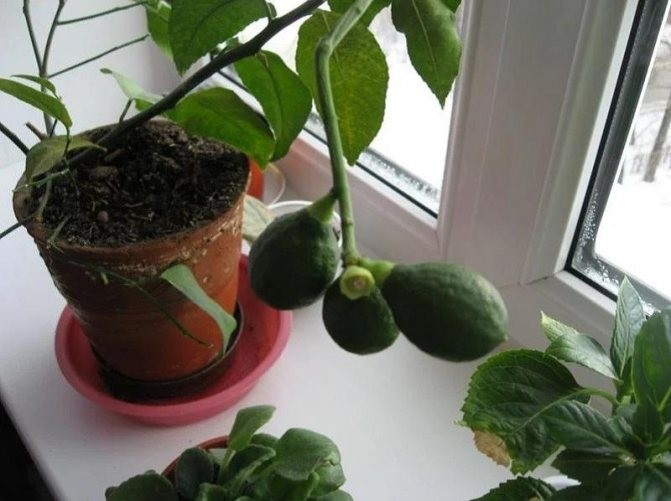 ​Выращиваем авокадо из косточки