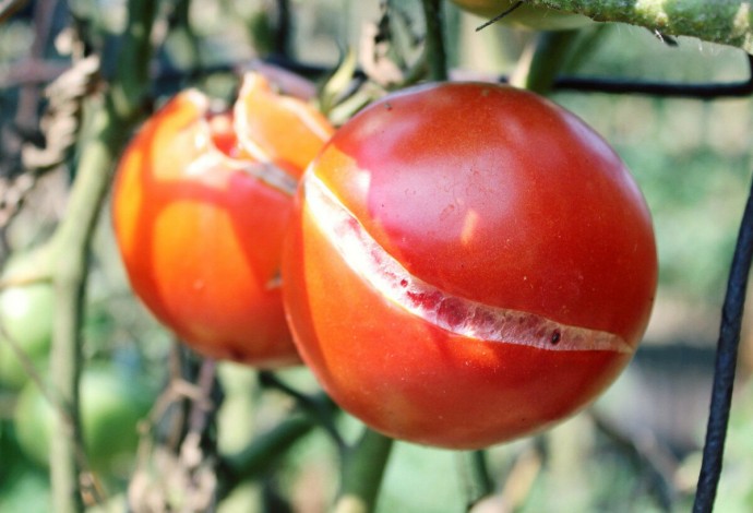​Храним потрескавшиеся помидоры правильно
