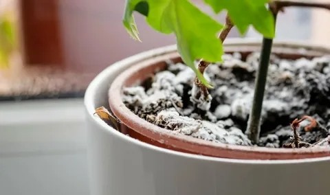 ​Как победить плесень в цветочном горшке