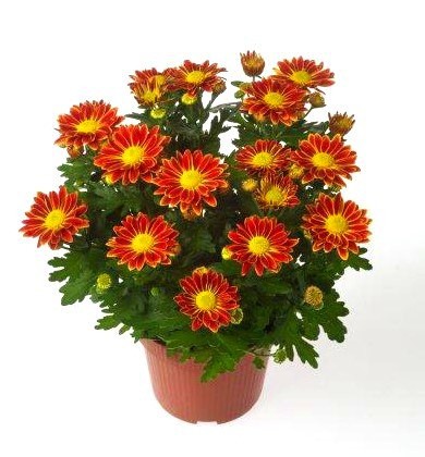 Как вырастить хризантему из букета Как вырастить хризантему из букета