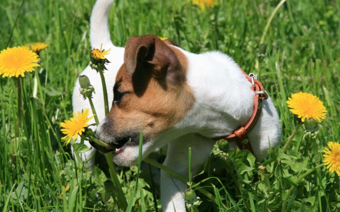 Что делать, если собака ест траву или 4 главных опасности от поедания питомцем растений