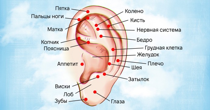 Точки на ушах, которые помогут снять боль и быть здоровым