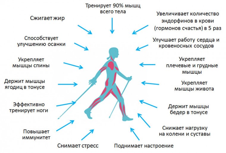 Почему стоит заняться скандинавской ходьбой