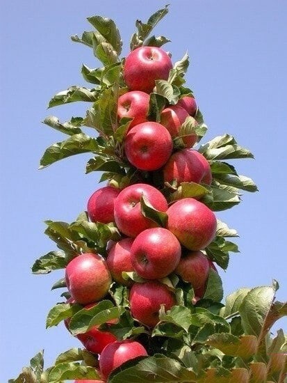 Выращивание колонновидной яблони