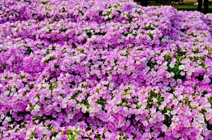 Ч​то делать зимой, чтобы летом сад удивил роскошным цветочным ковром