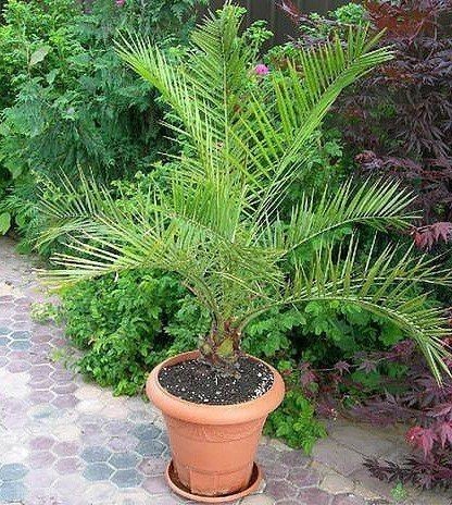 Как вырастить роскошную финиковую пальму из косточки