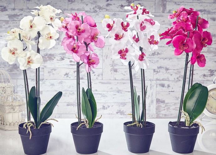 ​Простимулируйте орхидею на обильное цветение
