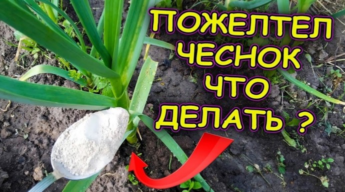 ​Что делать, если у вас на даче началось пожелтение чеснока