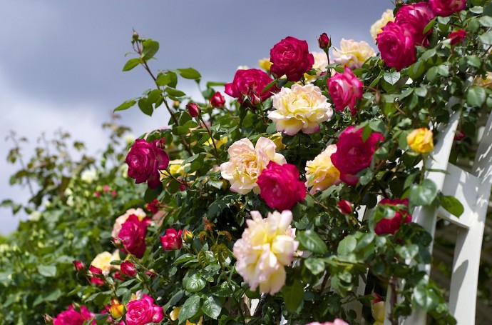 Как правильно ухаживать за розами летом для пышного и красивого цветения