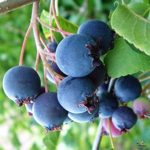 ​Что стоит знать об ирге