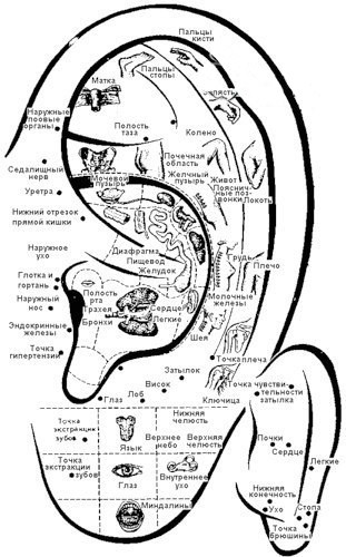 Диагностика болезней по ушам