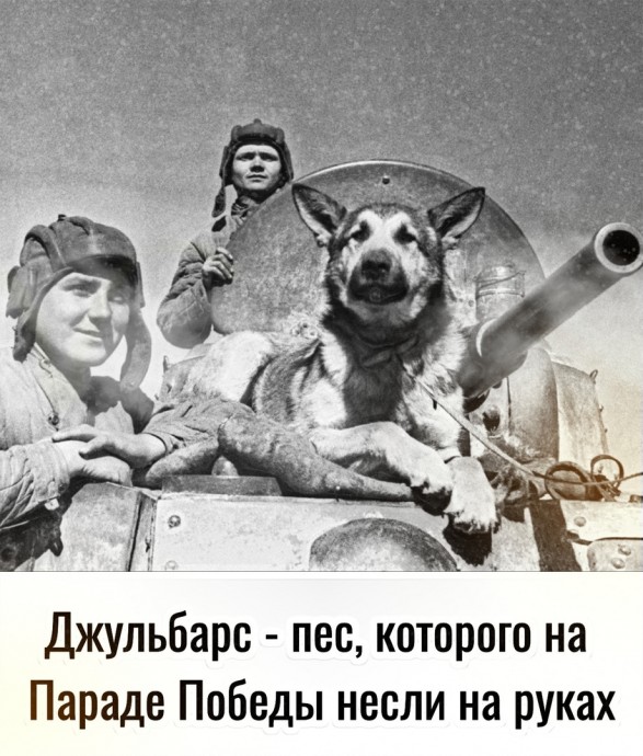 Что стоит знать о Джульбарсе - псе, которого на Параде Победы несли на руках Что стоит знать о Джульбарсе - псе, которого на Параде Победы несли на руках