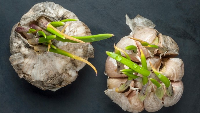 Почему чеснок в холодильнике прорастает