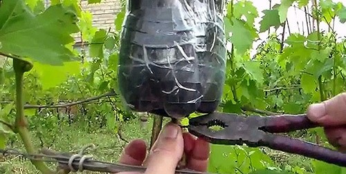 Воздушные отводки или размножение яблонь без прививок Воздушные отводки или размножение яблонь без прививок