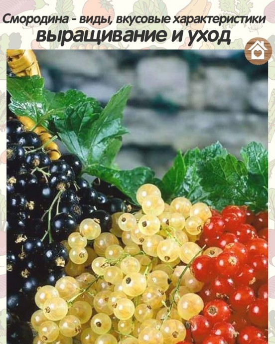 ​Смородина: виды, вкусовые характеристики, выращивание и уход