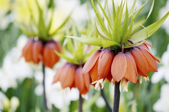 Почему может не цвести рябчик императорский, одно из самых красивых растений