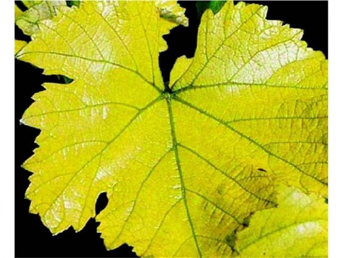 ​Почему на винограде желтеют листья