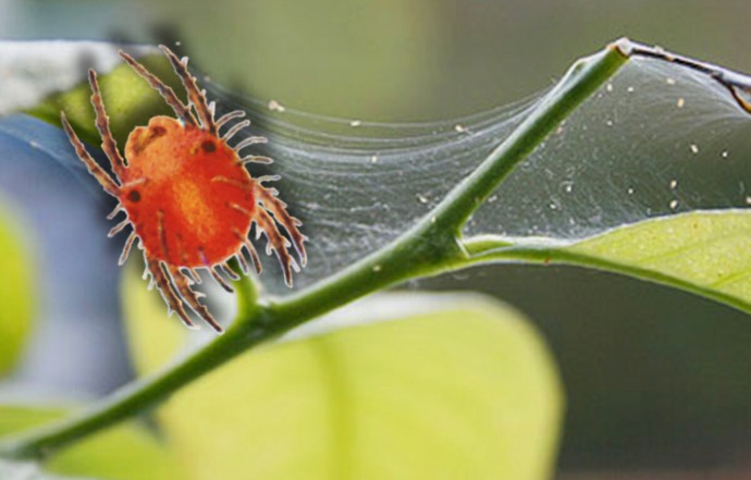 Как избавиться от паутинного клеща на растениях без химии