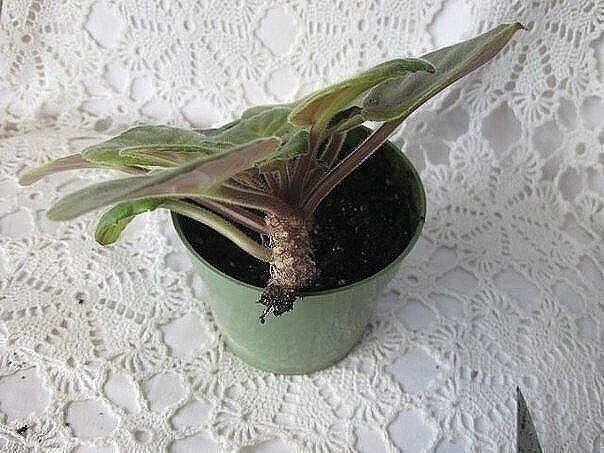 Омолаживаем старую фиалку Омолаживаем старую фиалку