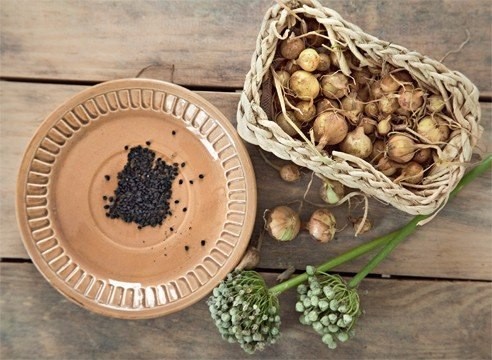 Лук и морковь: сажаем и сеем под зиму Лук и морковь: сажаем и сеем под зиму