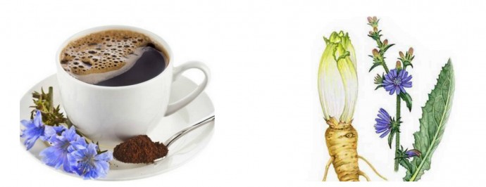 Действительно ли цикорий лучше, чем кофе