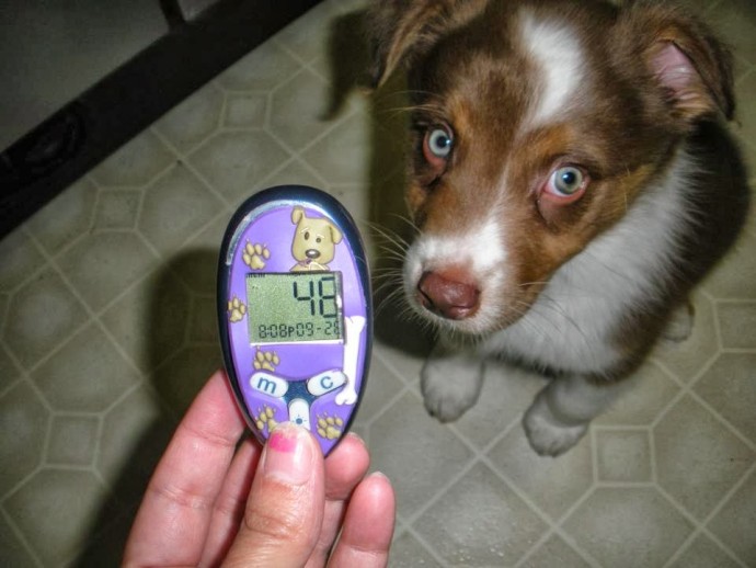 Повышена глюкоза у собаки: что это означает