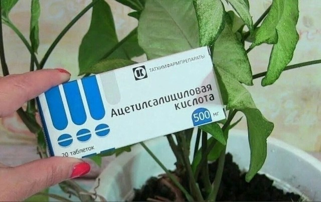 ​Для пышного цветения домашних растений на подоконнике