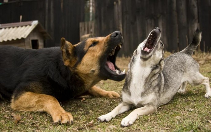 Новые требования закона о тишине - и как отучить собаку лаять