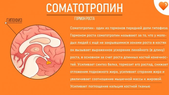 ​Просто о гормонах или как не запутаться в понятиях