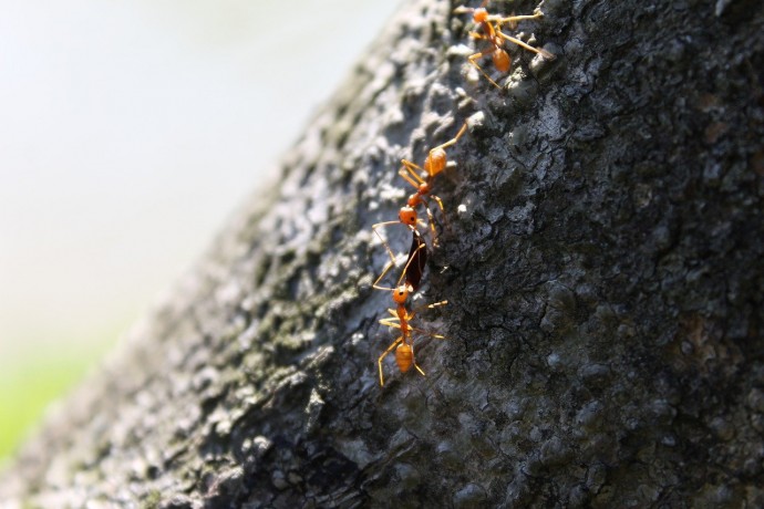Замена ловчего пояса: ​5 альтернативных способов защитить дерево от муравьев