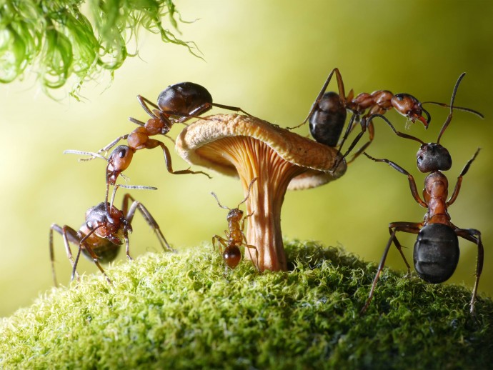​Вместе с гнездом побегут к соседям: что положить на муравейник
