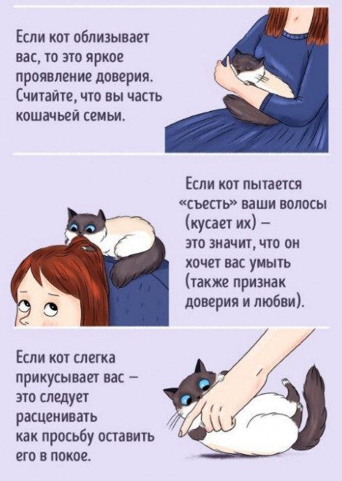 ​Язык котов