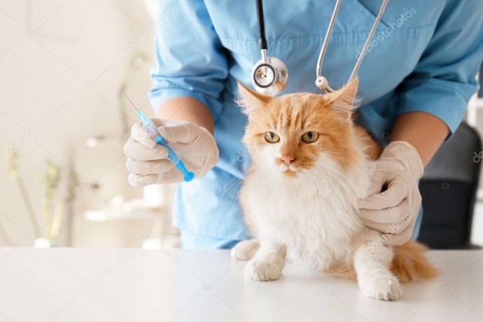 Правда и мифы о вакцинации кошек