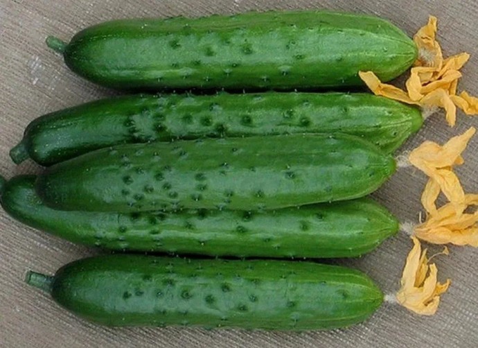 По 10 огурцов в одном пучке: от этих 3 сортов огород треснет от урожая