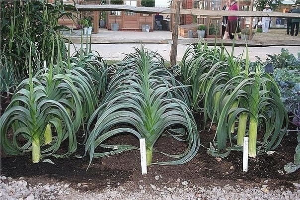 ​Секреты выращивания лука порея